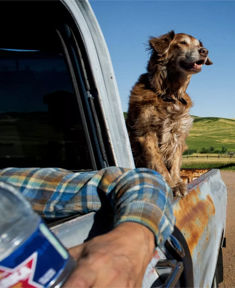 A dog in the back of a pick-up truck with his person drinking Ozarka spring water.